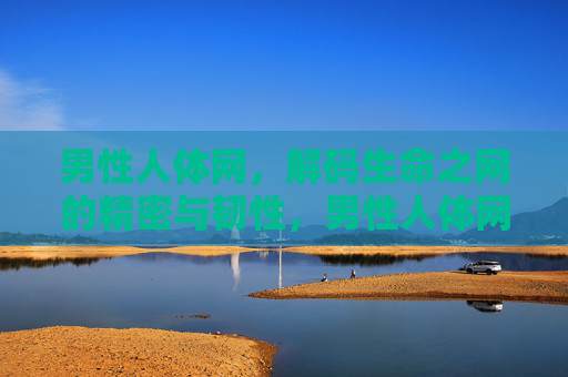 男性人体网，解码生命之网的精密与韧性，男性人体网，解码生命之网的精密与韧性