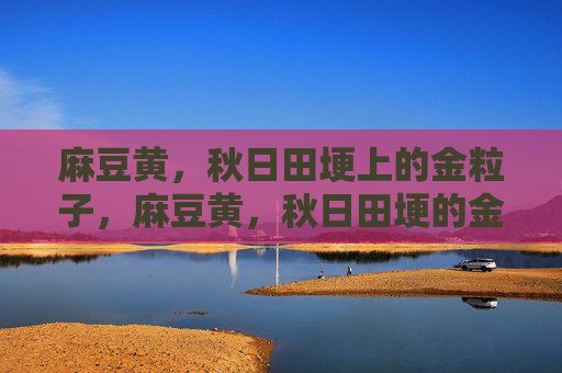 麻豆黄,秋日田埂上的金粒子,麻豆黄,秋日田埂的金粒子 麻豆黄,秋日田埂上的金粒子,麻豆黄,秋日田埂的金粒子
