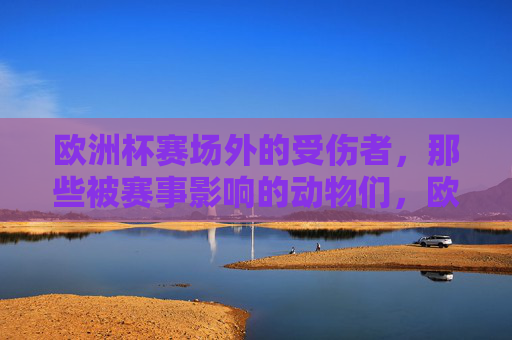 欧洲杯赛场外的受伤者,那些被赛事影响的动物们,欧洲杯赛场外的动物受伤者 欧洲杯赛场外的受伤者,那些被赛事影响的动物们,欧洲杯赛场外的动物受伤者