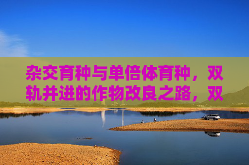 杂交育种与单倍体育种，双轨并进的作物改良之路，双轨并进，杂交育种与单倍体育种驱动作物改良