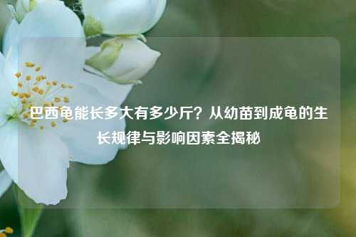巴西龟能长多大有多少斤?从幼苗到成龟的生长规律与影响因素全揭秘