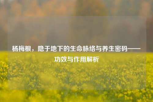 杨梅根,隐于地下的生命脉络与养生密码——功效与作用解析