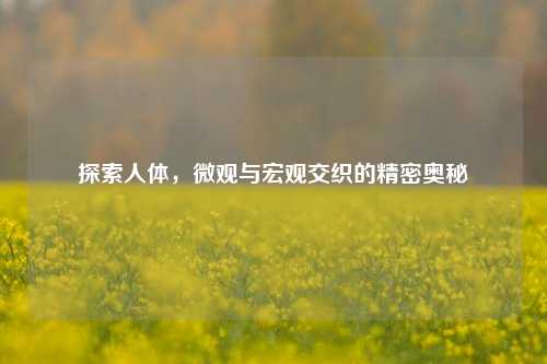 探索人体,微观与宏观交织的精密奥秘