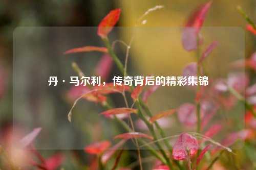 丹·马尔利,传奇背后的精彩集锦